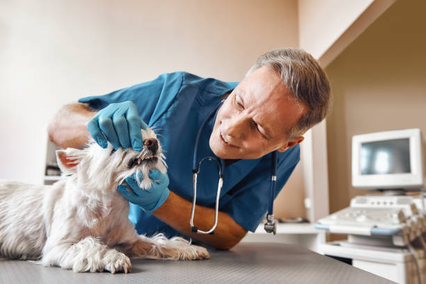 Best Emergency Root Canal Treatment in Eustace, TX